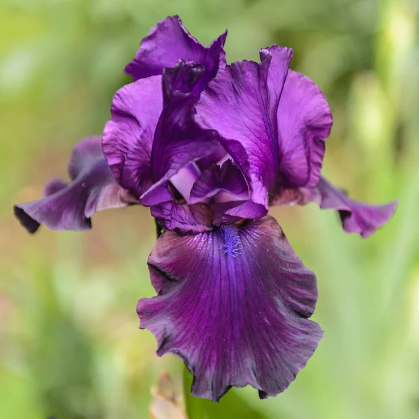 アイリス ゲルマニカ 庭での花のひげそりの虹彩 Swington の閉鎖 印象的な花 庭の装飾を持つ植物 — ストック写真