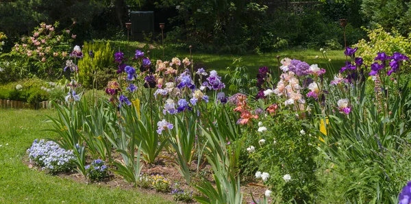 Bunte Schwertlilien Garten Staudengarten Gartenarbeit Bärtige Schwertlilie Gruppe Bunter Schwertlilien — Stockfoto