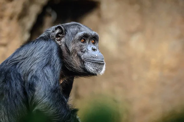 Retrato Chimpancé Común Pan Troglodytes —  Fotos de Stock