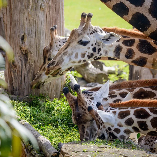 一群吃干草的长颈鹿 长颈鹿近照 — 图库照片