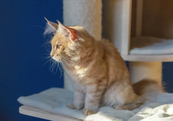 Young Red Ginger Maine Coon Kitten Cat Portrait — Stock Photo, Image