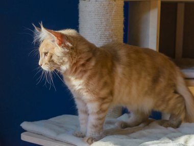  Genç Kızıl Zencefil Maine Rakun Kedi Portresi.