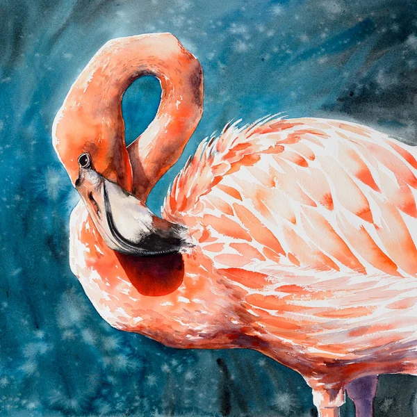 Rosa Flamingo Tropische Exotische Vogel Rosa Flamingo Porträt Auf Blauem — Stockfoto