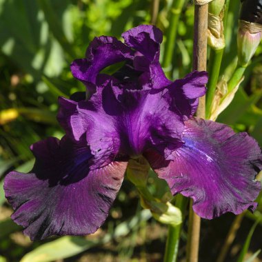İris Germanica. Bahçedeki 