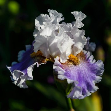İris Germanica. Bahçedeki çiçek sakallı süsen çiçeği 