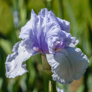 İris Germanica. Bahçedeki çiçek sakallı iris 