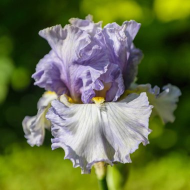 İris Germanica. Bahçedeki çiçek sakallı iris 