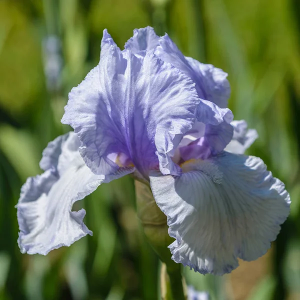 Iris Germanica Zbliżenie Kwiat Brodaty Tęczówka Jardins Chaumont Ogrodzie Roślina — Zdjęcie stockowe