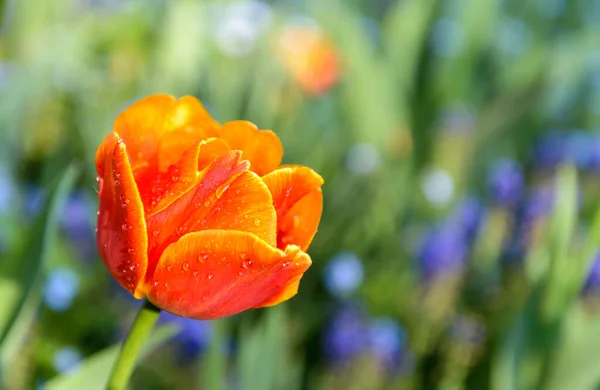 Bright Fresh Spring Flower Tulip Blurred Background — Stock Photo, Image