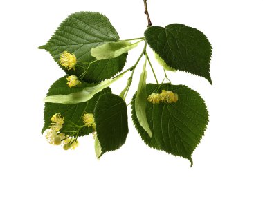 Çiçekler ve ıhlamur yaprakları beyaz bir arka plan üzerinde