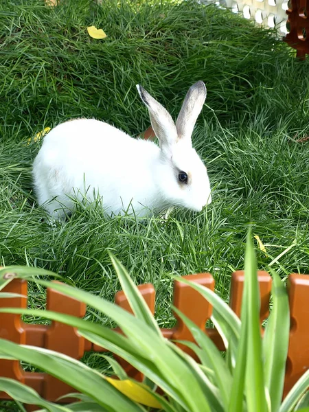 農場の緑の芝生のウサギ1匹. — ストック写真