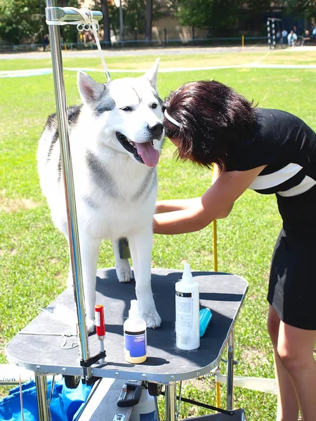 理髪店でハスキー犬の肖像画 ロイヤリティフリーのストック写真