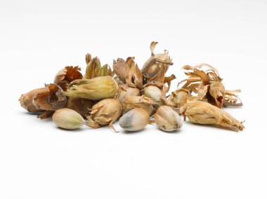 cob fındık yığını