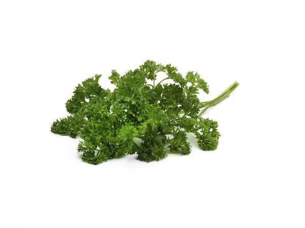 Curley leaf parsley — Stock Photo, Image