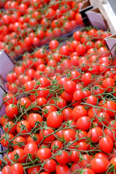 Révy rajčata — Stock fotografie