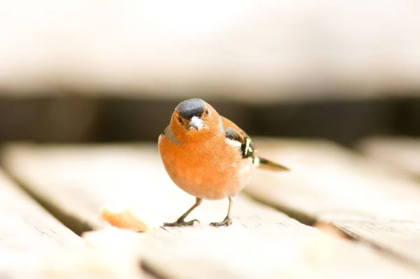 Küçük kırmızı kuş ahşap Stok Fotoğraf