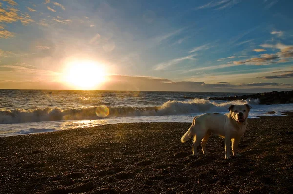 Kumsaldaki köpek. Stok Fotoğraf