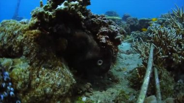 Siyah ahtapot. Sualtı çekim