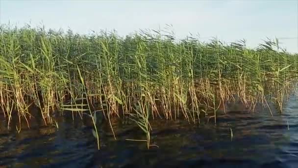 Flussufer mit sattgrünem Schilf — Stockvideo