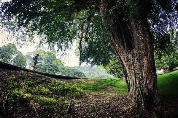 道の上の大きな木の下に立つ若い女性 — ストック写真