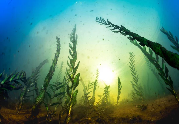 Подводный Кадр Травы Озере Солнечный День — стоковое фото