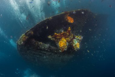 Mercanlar ve balıklarla dolu bir gemi enkazının sualtı çekimi