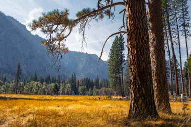 Yosemite Ulusal Parkı 'nın çam ağaçları ve dağları, ABD
