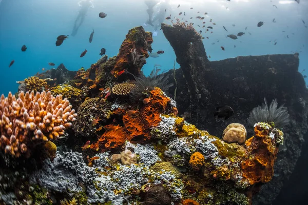 サンゴや魚と難破船の水中撮影 — ストック写真