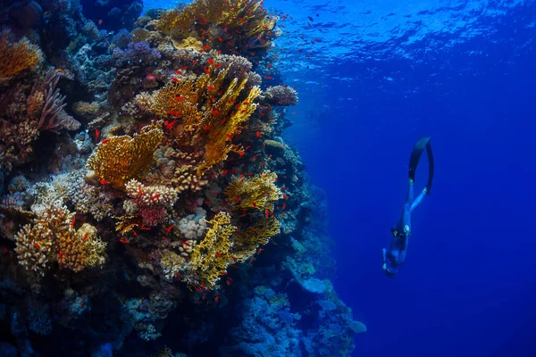 Apneista Che Scende Lungo Vivida Barriera Corallina Mar Rosso Egitto — Foto Stock