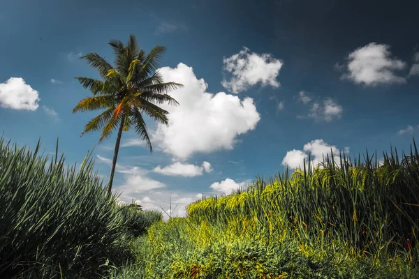 Rijstveld Palmboom — Stockfoto