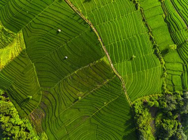 Yeşil pirinç tarlalarının hava manzarası. Bali, Endonezya
