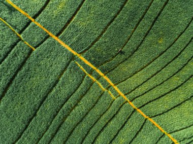 Yeşil pirinç tarlalarının hava manzarası. Bali, Endonezya