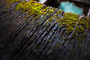 Yosun kaplı eski tahta.