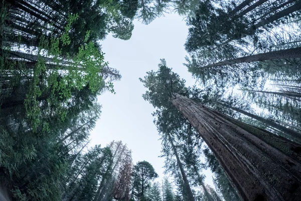 Sequoia Árvores Floresta — Fotografia de Stock