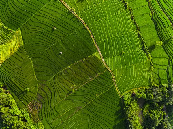 Aerial Panorama Green Rice Fields Bali Indonesia — Stock Photo, Image