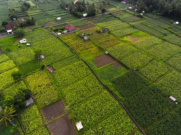 Letecký Snímek Rýžových Polí Ostrova Bali Indonésie — Stock fotografie