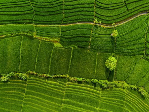 Panorama Aéreo Dos Campos Arroz Verde Bali Indonésia — Fotografia de Stock