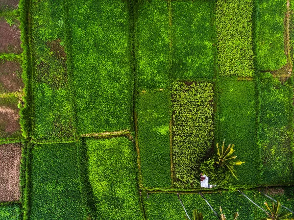 Tiro Aéreo Plantação Arroz Ilha Bali Indonésia — Fotografia de Stock