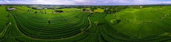Воздушная Панорама Зеленых Рисовых Полей Бали Индонезия — стоковое фото