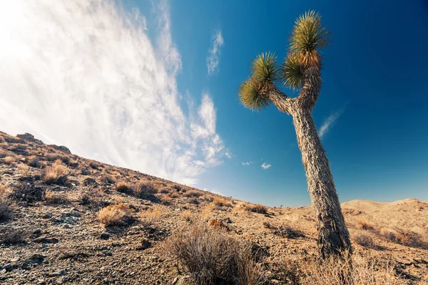 Joshua Tree Auf Einem Trockenen Land Death Valley Nationalpark Usa — Stockfoto