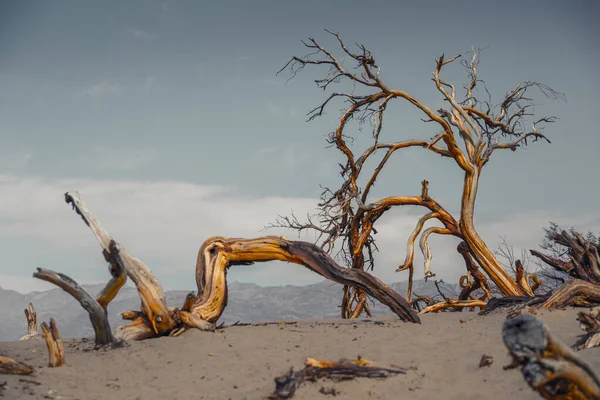 Död Ved Death Valley Usa — Stockfoto