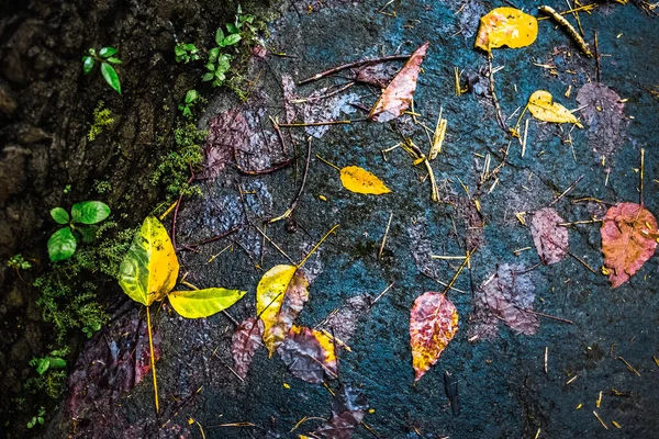 Мертвые Листья Земле — стоковое фото