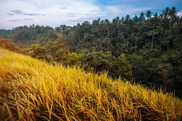 Rice Fields Valley Bali Island — Stock Photo, Image