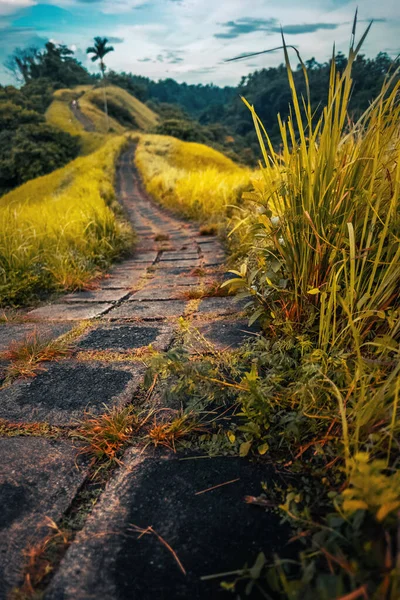 Passerelle Carrelée Travers Une Colline Avec Prairies Jaunes — Photo