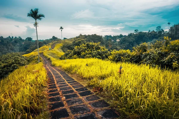 Fliesensteg Durch Eine Hügellandschaft Mit Gelben Wiesen — Stockfoto