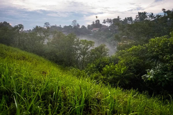 Reisfelder Einem Tal Insel Bali — Stockfoto