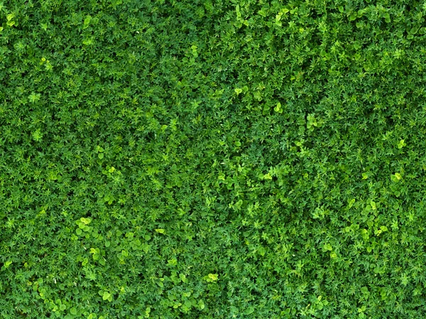 Зеленая Трава — стоковое фото