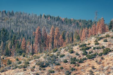 Yosemite Ulusal Parkı 'nın kozalaklı ormanı, ABD