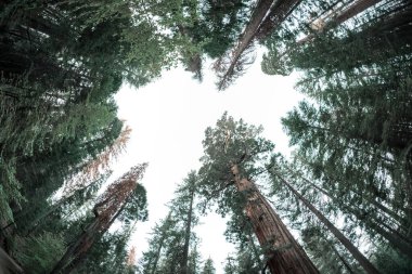 Ormandaki sequoia ağaçları