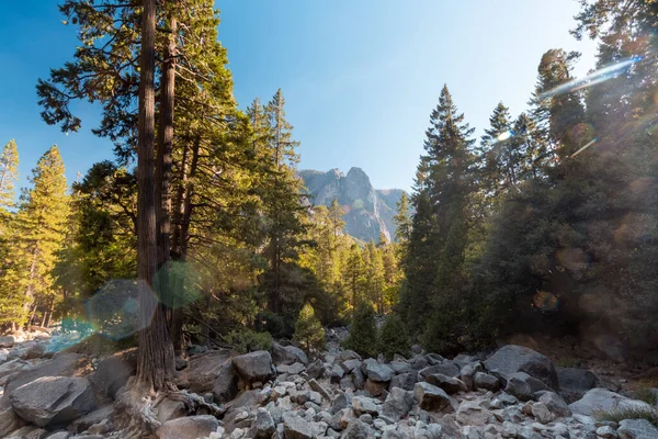 美国约塞米蒂国家公园的树木和悬崖 — 图库照片